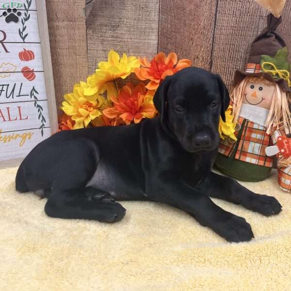 Sweetie Melanistic, Doberman Pinscher Puppy